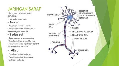 Gambar Jaringan Saraf - 55+ Koleksi Gambar