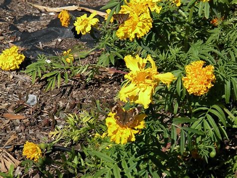 Common Buckeye | Butterfly garden, Garden, Plants