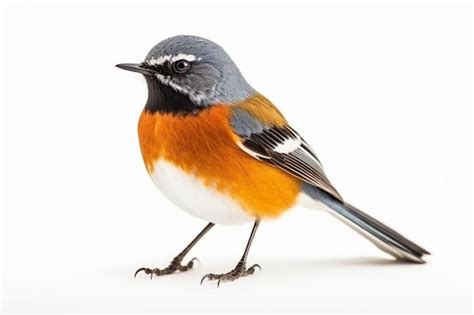 Premium Photo White Bellied Redstart