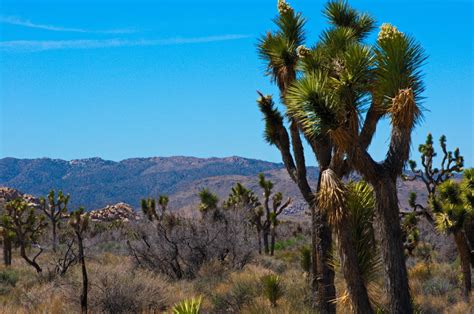 New photos: Joshua trees in the Southern California desert are in 'once-in-a-lifetime' bloom ...