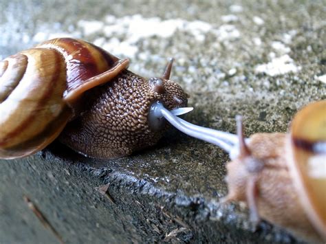 La Reproduction De L Escargot