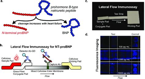 Schematics Of Pro B Type Natriuretic Peptide Probnp Cycle And Lateral