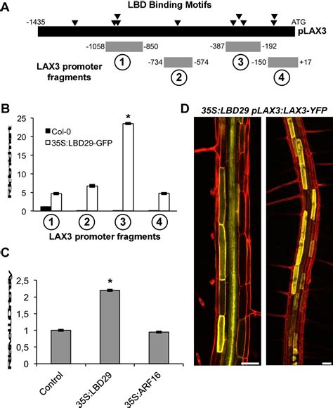 Figure From Title Lateral Root Emergence In Arabidopsis Is