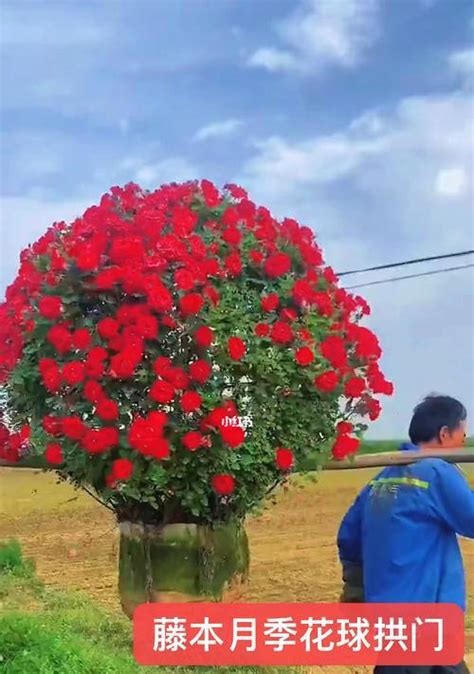 如何养护藤本月季花（掌握养殖技巧，让藤本月季花常青）花植网