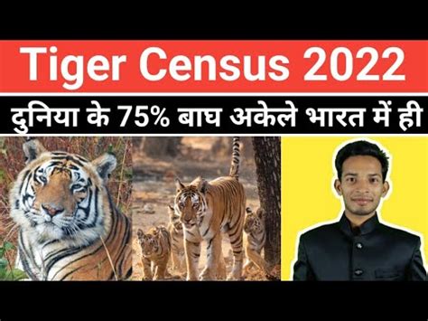 Tiger Census 2022 Indias Tiger Population Increased By 200 In Last