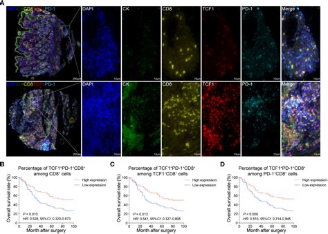 Frontiers Precursor Exhausted CD8 T Cells In Colorectal Cancer