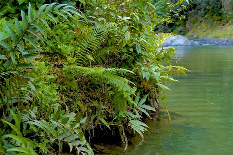 El Yunque National Rainforest Half Day Tour El Conquistador Resort Saltours