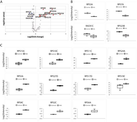 Small Subunit Ribosomal Protein Levels Change In Response To Ina