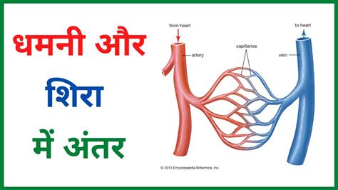 धमन और शर म अतर dhamni aur shira mein antar class 10 and 12