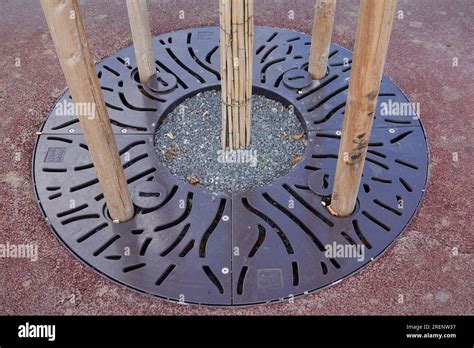 baumscheibe bepflanzt  res stock photography  images alamy