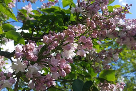 Louisa Weeping Flowering Crabapple Cloud Mountain Farm Center Nursery