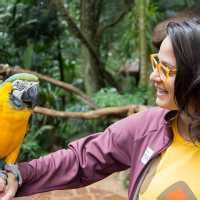 Parque das Aves em Foz do Iguaçu Colmeia O Agregador de Links