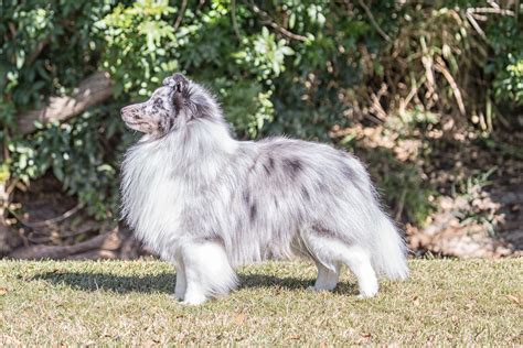 Shetland Sheepdog Sheltie Breed Characteristics And Care