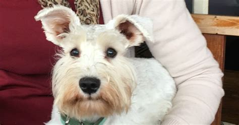 how to get rid of eye stains on white dogs