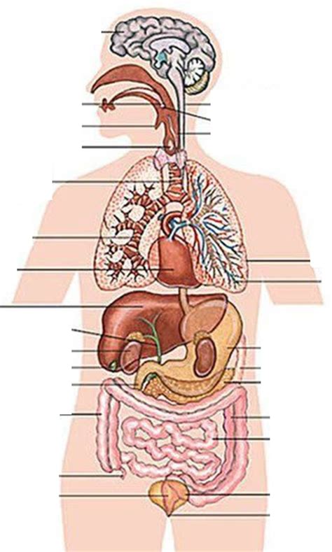 Internal Organs Diagram Quizlet