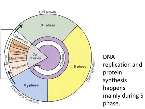 Ppt Dna Replication And Protein Synthesis Powerpoint Presentation Free Download Id 3435323