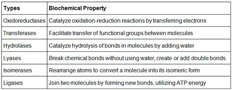 Enzymes Structure Classification And Function Chemistry For Act Pdf