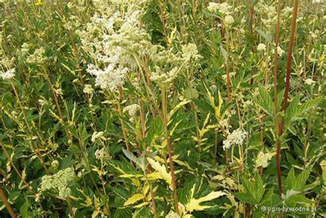 Filipendula Ulmaria Variegata Wi Z Wka B Otna Sadzawka Pl