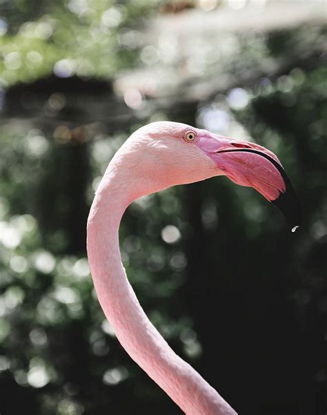 Closeup of pink flamingo bird | Free Photo - rawpixel