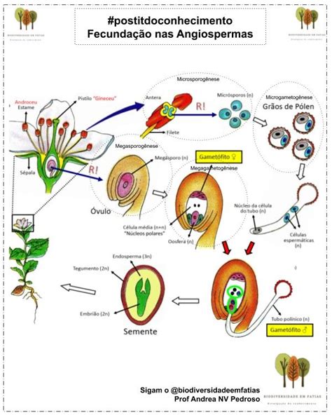 Fecundação Em Angiospermas Faculdade De Agronomia Agronomia Faculdade
