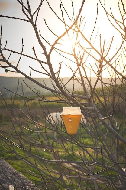 Un Vaso De Cerveza Se Sienta En Una Rama Con El Sol Brillando Sobre L