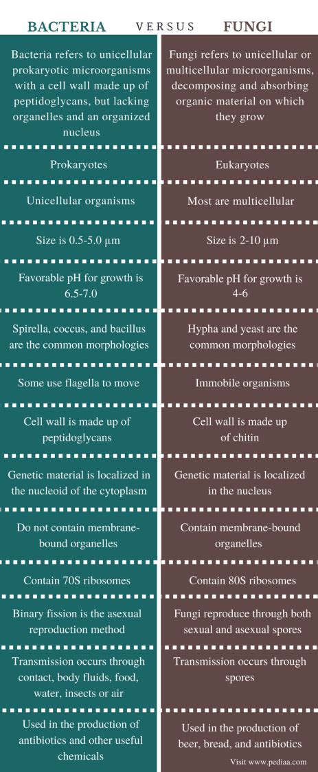 Difference Between Bacteria and Fungi | Definition, Features ...