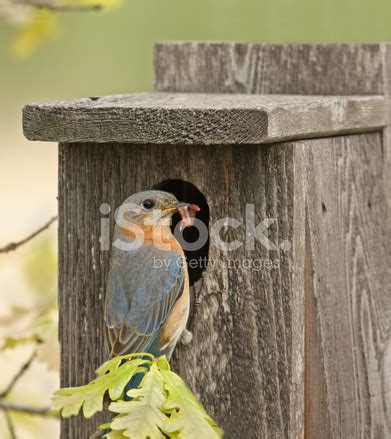 Eastern Bluebird Stock Photo | Royalty-Free | FreeImages