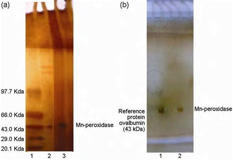 Results Of Sds Page A And Native Page B Analyses Of The Purified