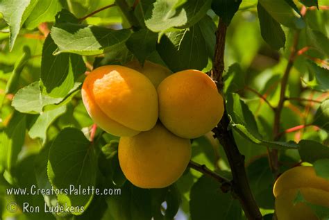 Garden Annie Apricot Prunus Armeniaca Sp Creatorspalette