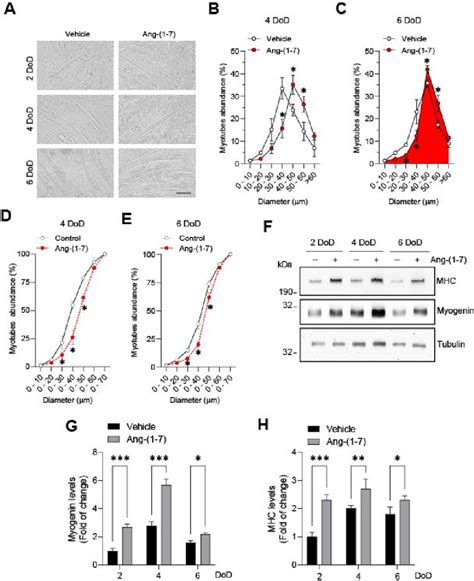 Angiotensin 1 7 Promotes Differentiation In C2C2 Cells C2C12 Cells