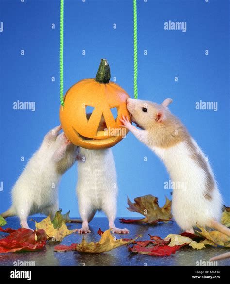 Tame Rats Hi Res Stock Photography And Images Alamy