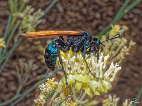 Female Tarantula Hawk Pepsis Thisbe Henderson Bird View Flickr