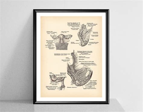 Vagina Print Female Genital Organs Vintage Anatomy Poster Etsy