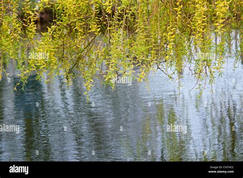 Willow Tree Hi Res Stock Photography And Images Alamy