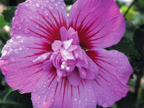 Гибискус Майке (уценка) - саженцы купить в Минске, доставка почтой по ...