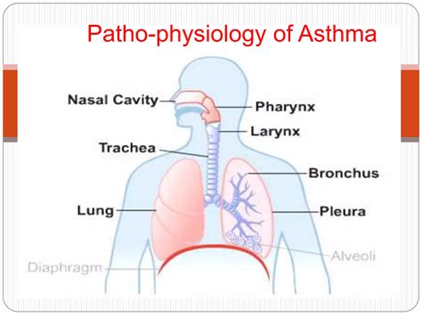 Pathophysiology of asthma | PPT