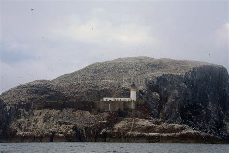 Bass Rock Scotland Stock Image Image Of Fauna Lighthouse 96713263