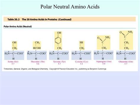 Ppt Proteins Powerpoint Presentation Free Download Id 1428582