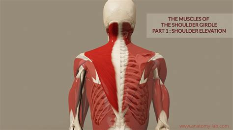 Muscles Of The Shoulder Girdle 1 Part Shoulder Elevation — Anatomy Lab