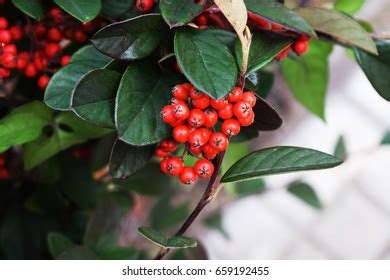 Holly Bush Red Berries Stock Photo 131898740 | Shutterstock