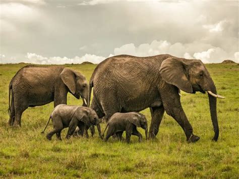 Adaptations Of An Elephant - Behavioral, Structural & Physiological ...