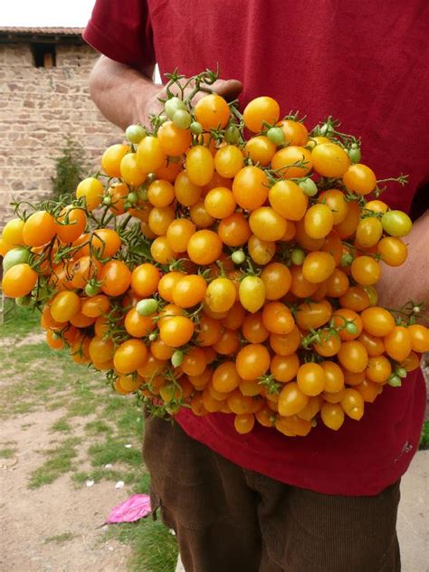 Graines Biologiques De Tomate Ildi Pensez Sauvage