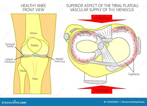 Meniscus _Blood Supply_Superior View Stock Vector - Illustration of ...