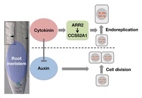 Cytokinins Control Endocycle Onset By Promoting The Expression Of An