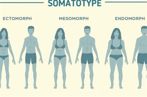 Cómo saber si soy ectomorfo endomorfo o mesomorfo Descubre tu somatotipo