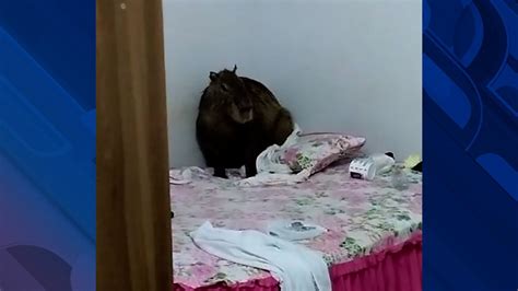 Capivara Invade Casa E Sobe Na Cama De Moradora Em Sorriso Mt Youtube