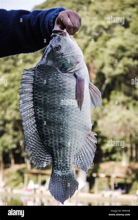 Man holding fish tilapia in sport fishing Stock Photo - Alamy