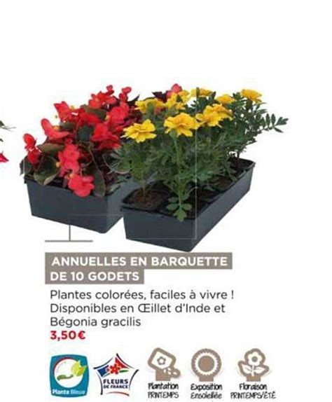 Offre Annuelles En Barquette De 10 Godets Chez Bricomarche