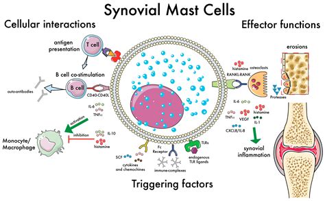 Ijms Free Full Text Mast Cells In Early Rheumatoid Arthritis