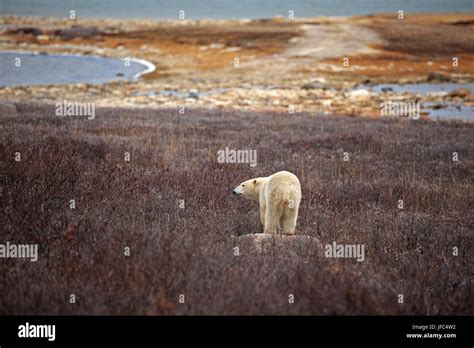 A polar bear at the Hudson Bay Stock Photo - Alamy